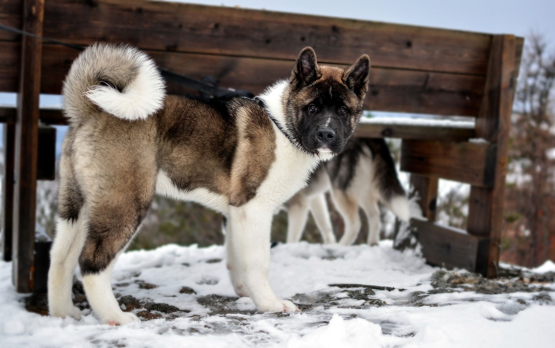 akita inu štěně