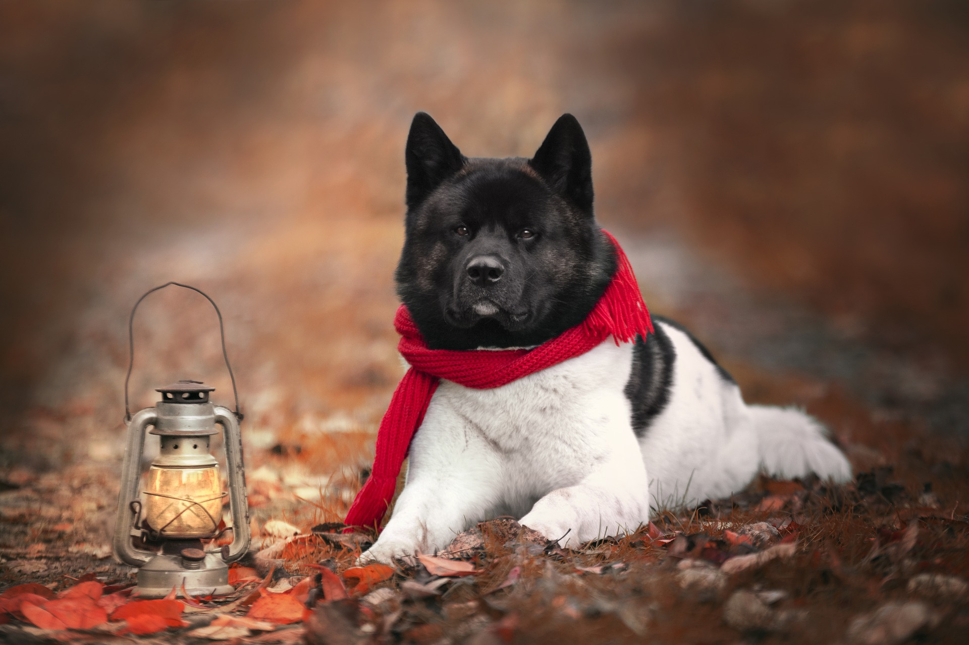 akita inu pes