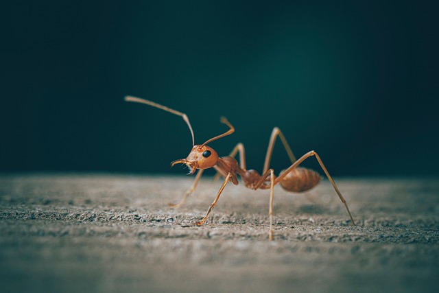 Jak se zbavit mravenců?